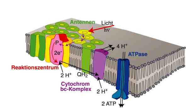 BMO München > Presse > Tutorials > Photosynthese 2